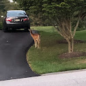 Whitetail deer