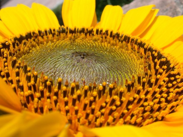 Profondo giallo di Polly