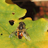 Hoverfly