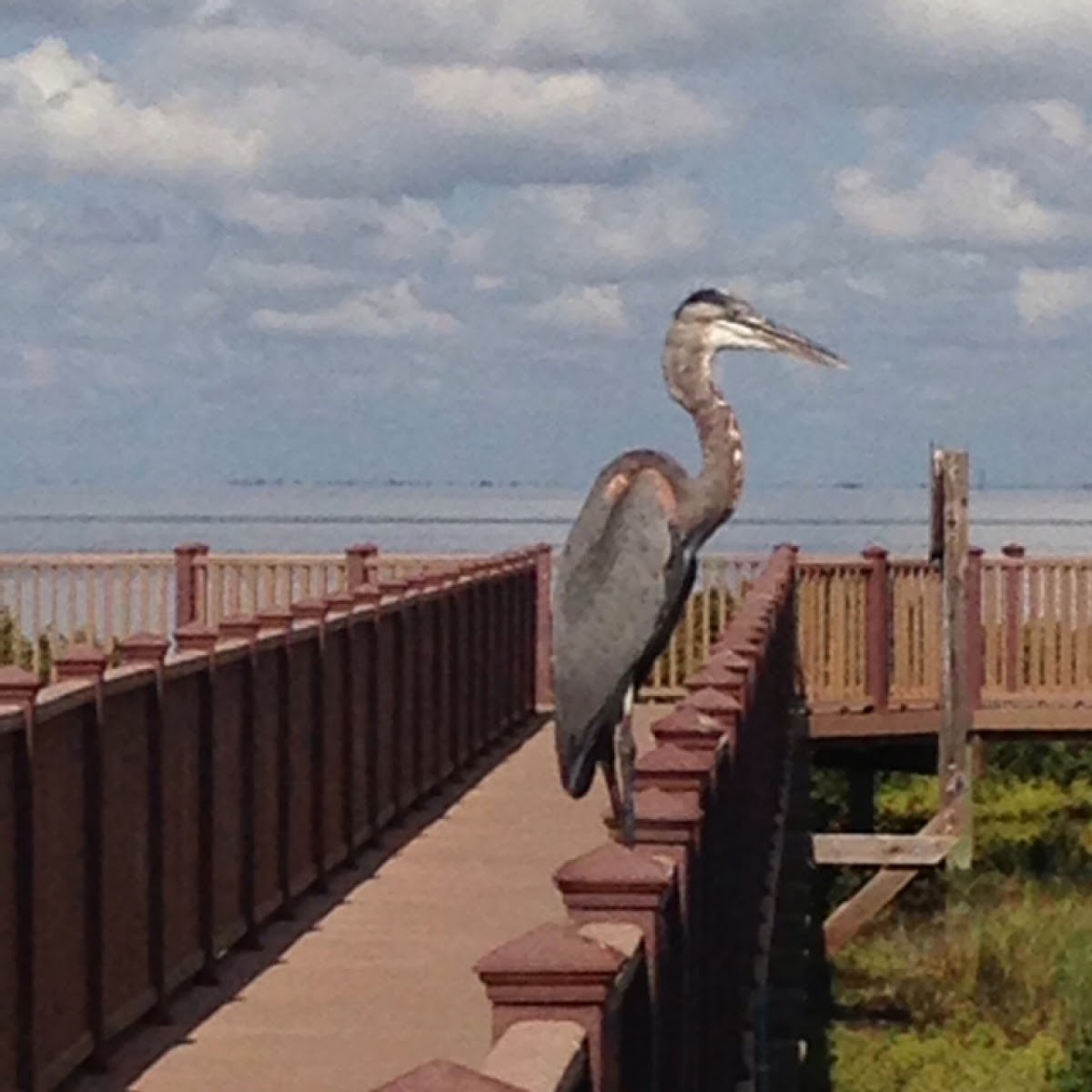 great blue heron