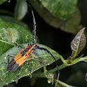 Mimic longhorn beetle