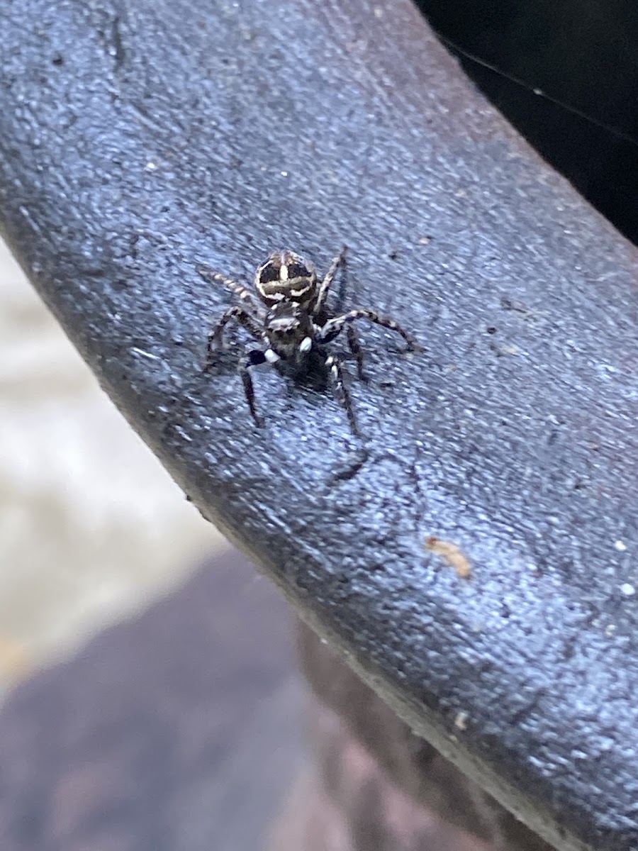 Twin-Flagged Jumping Spider