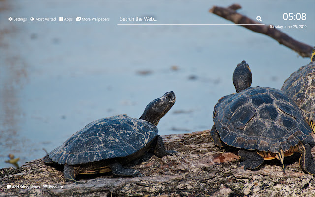 Turtles Wallpaper HD New Tab Theme©