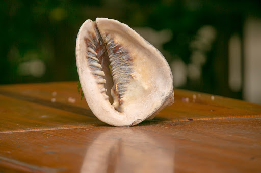 A conch shell in Roatan, Honduras. 