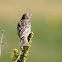 Corn Bunting