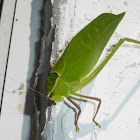 Giant Katydid