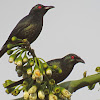 Asian Glossy Starling