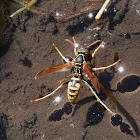 Golden Paper Wasp