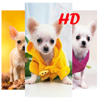 Chihuahua Wallpaper HD