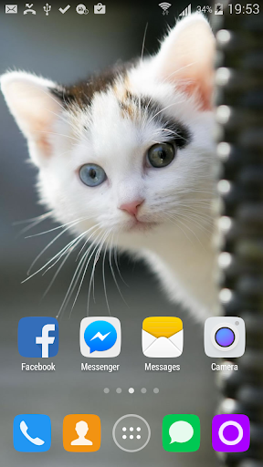 Cute Kitten HD Live Wallpaper