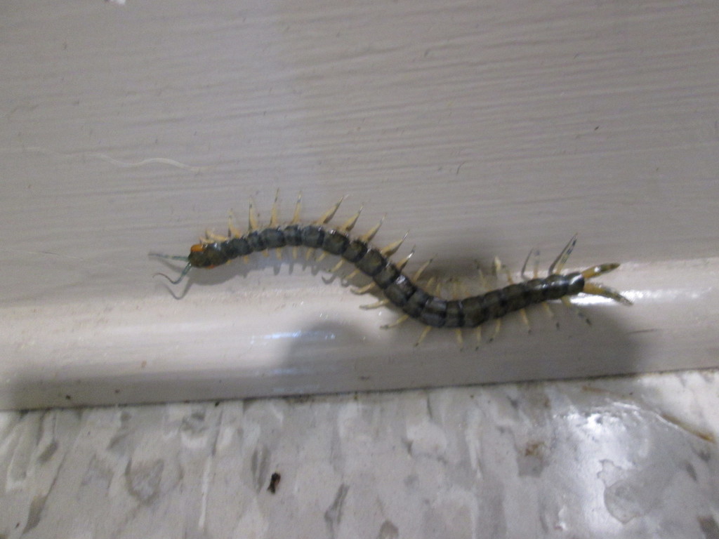 Eastern Bark Centipede