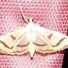 Crambid snout moth