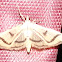 Crambid snout moth