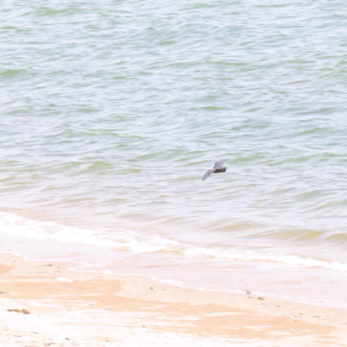 Pacific Reef Egret