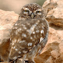 Mochuelo común (Little owl)