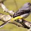 Grey Wagtail