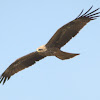 Black Kite In Flight