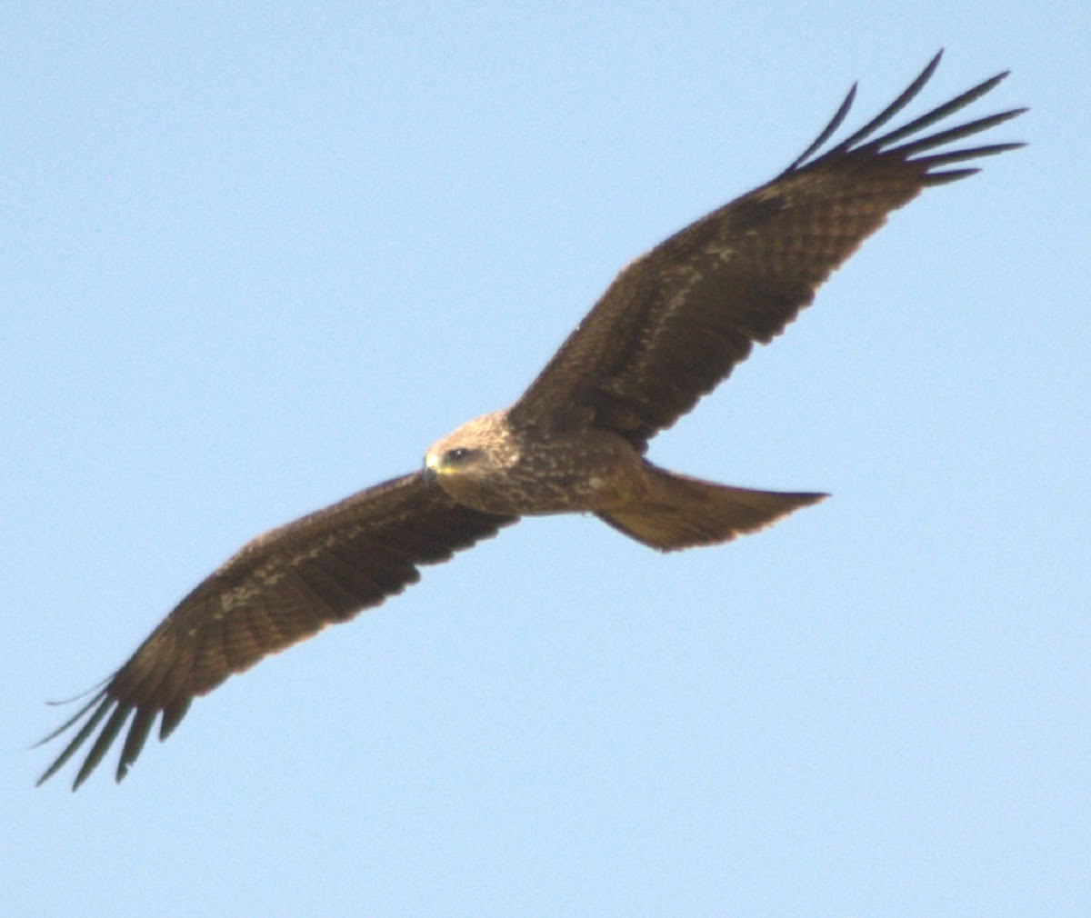 Black Kite In Flight