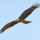 Black Kite In Flight