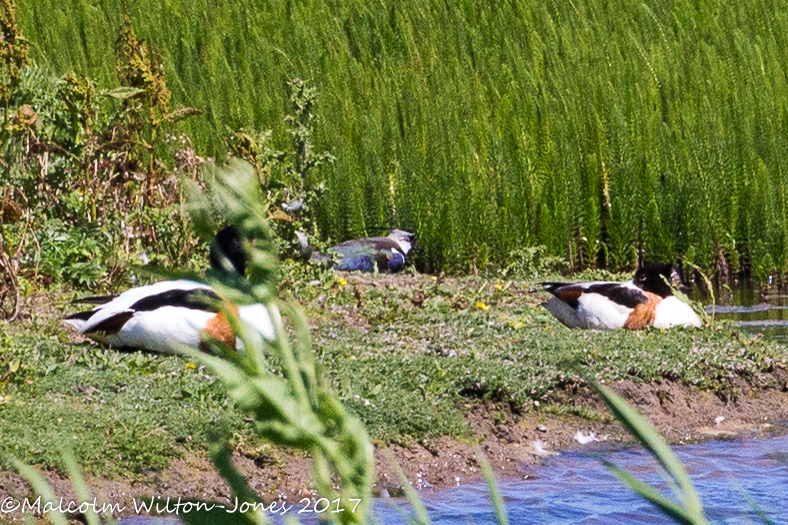 Shelduck