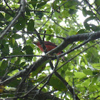 Summer Tanager