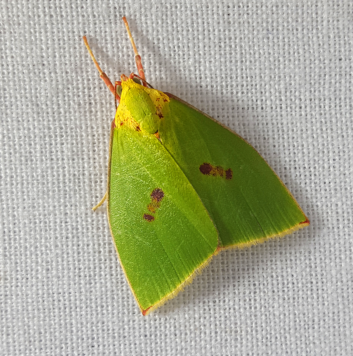 Yellow-Collared Tyana