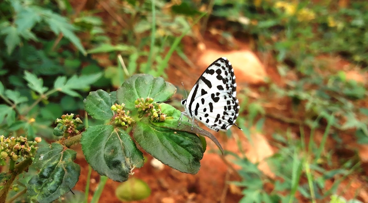 Common Pierrot