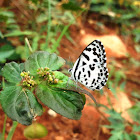 Common Pierrot