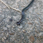 Hammerhead worm / Broadhead planarian