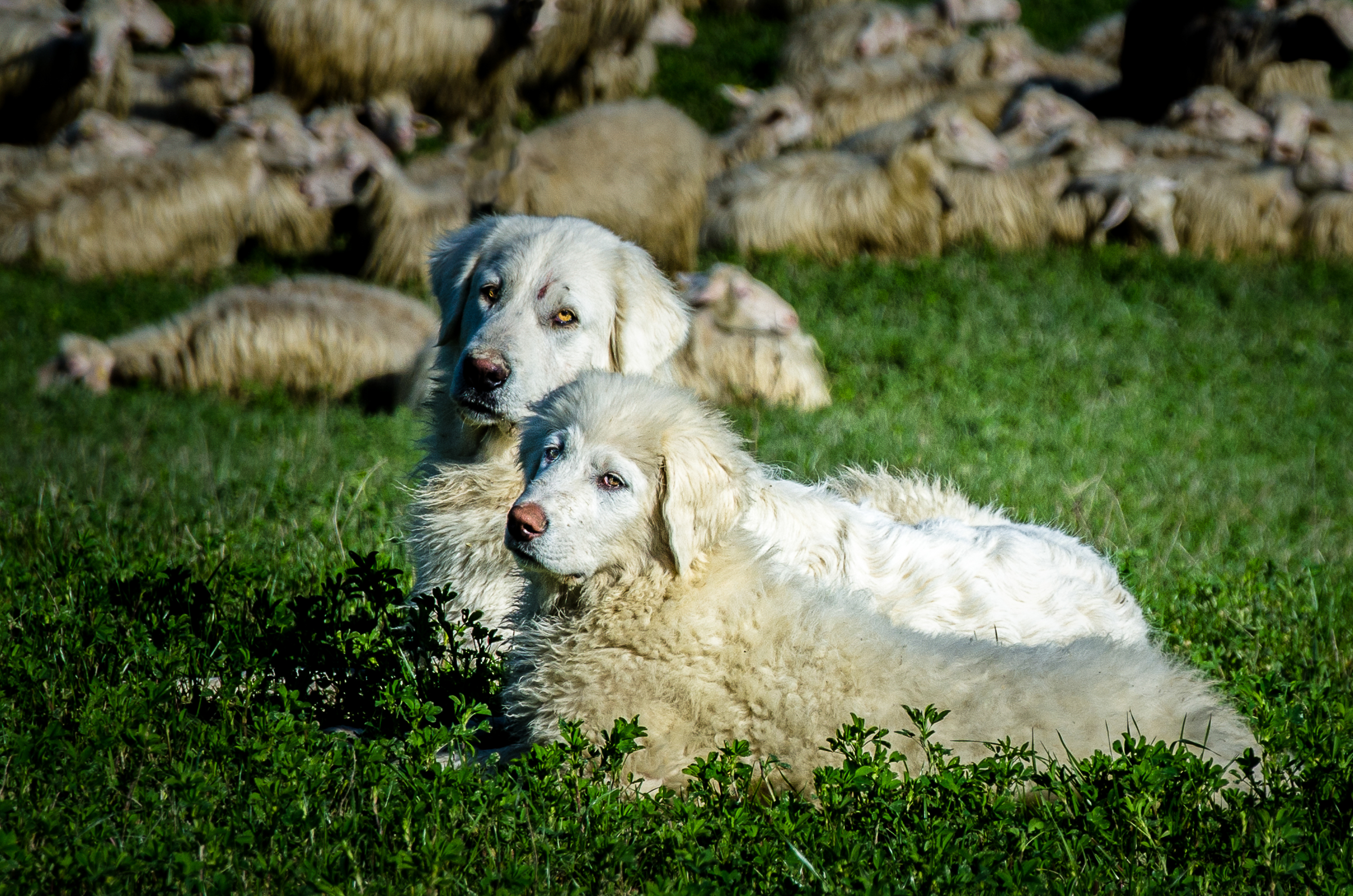 Sheep bodyguards di Fiore Doncovio