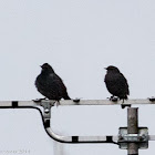 Starling