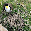 Masked Lapwing