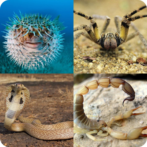 tebak 4 Gambar 1 Jawaban