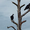 Black Vulture