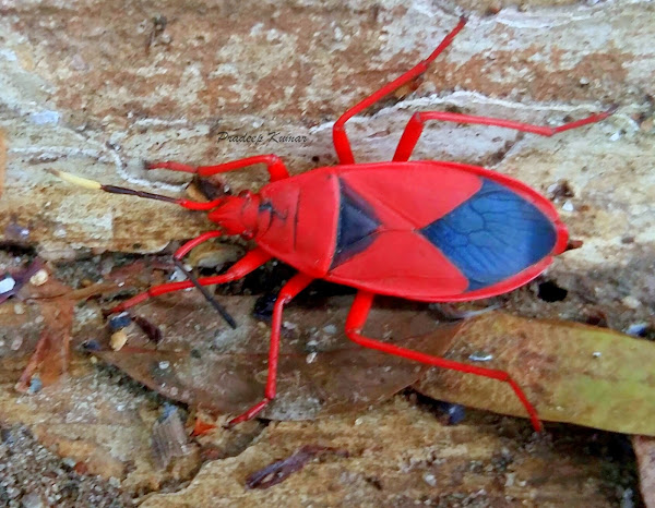 Predatory Red Bug