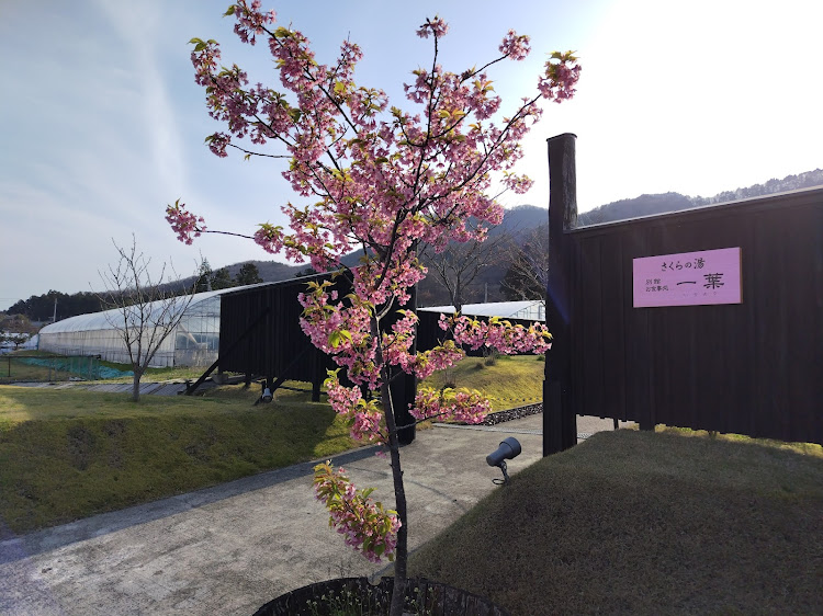 MAZDA3の弥彦神社・弥彦 桜井峡温泉 さくらの湯・アパホテル・ごん蔵・風味爽快ニシテに関するカスタム事例の投稿画像5枚目