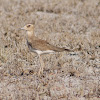 Oriental Plover/Oriental Dotterel