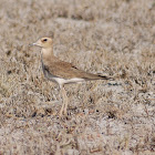 Oriental Plover/Oriental Dotterel