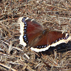 Mourning Cloak