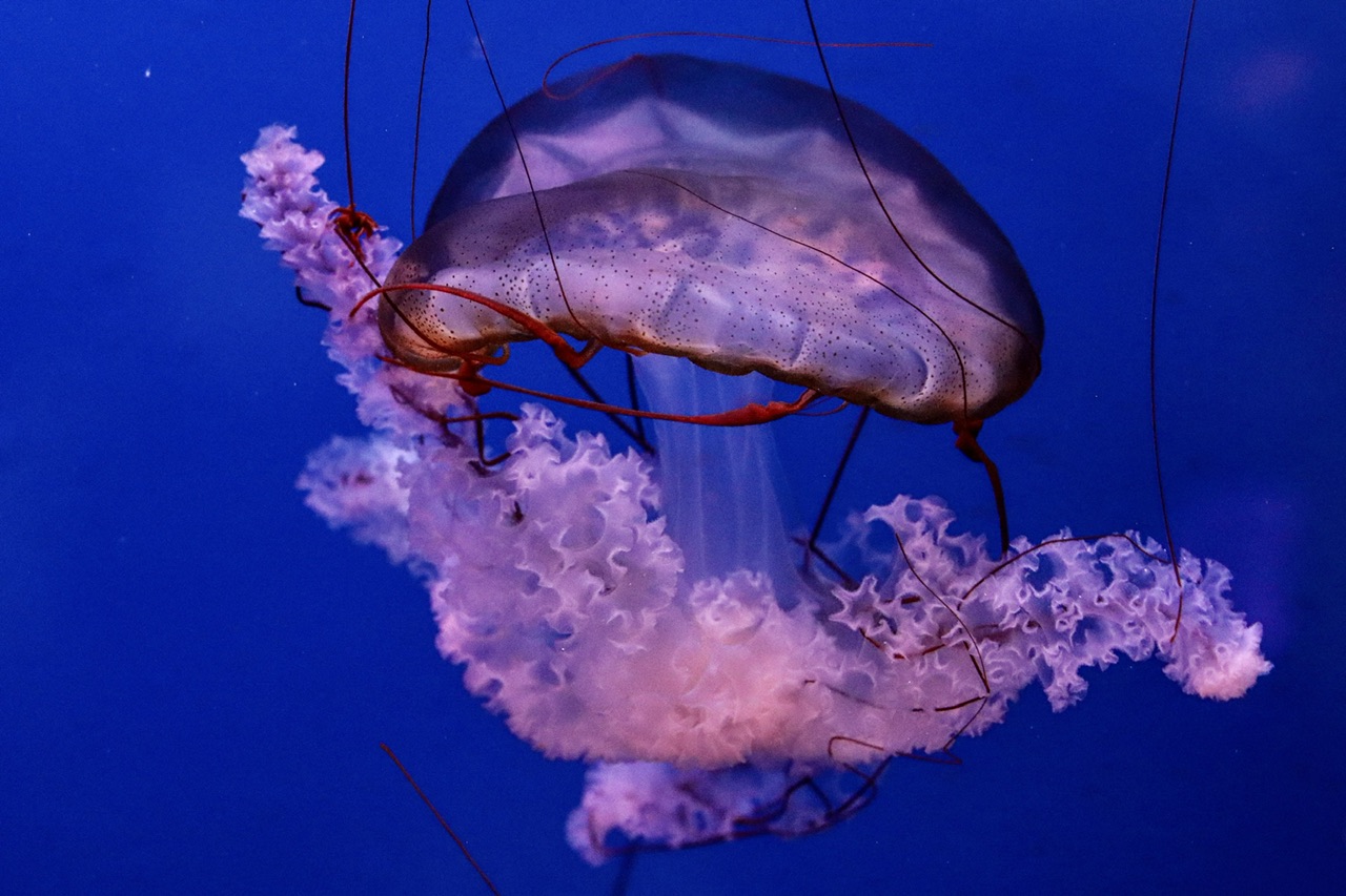 Movimento  lento di una medusa  di Capirizzo