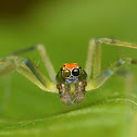 Tailed Jumper