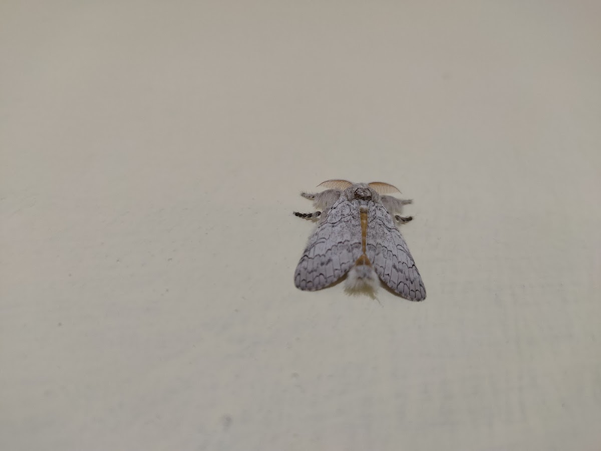 Tussock moth