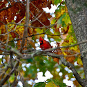 Northern Cardinal