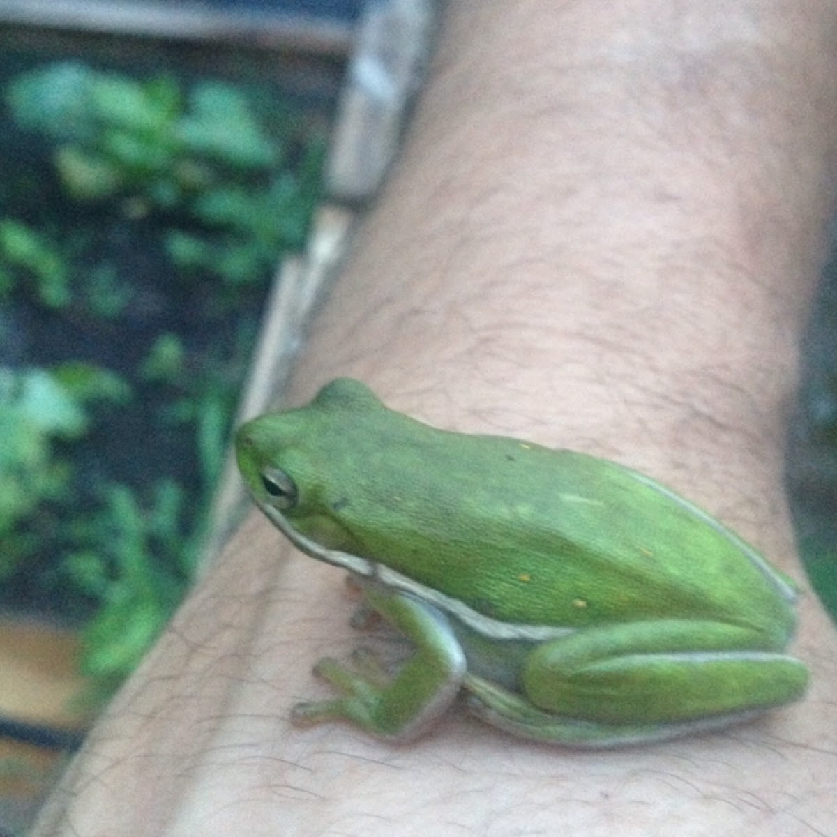 American green tree frog