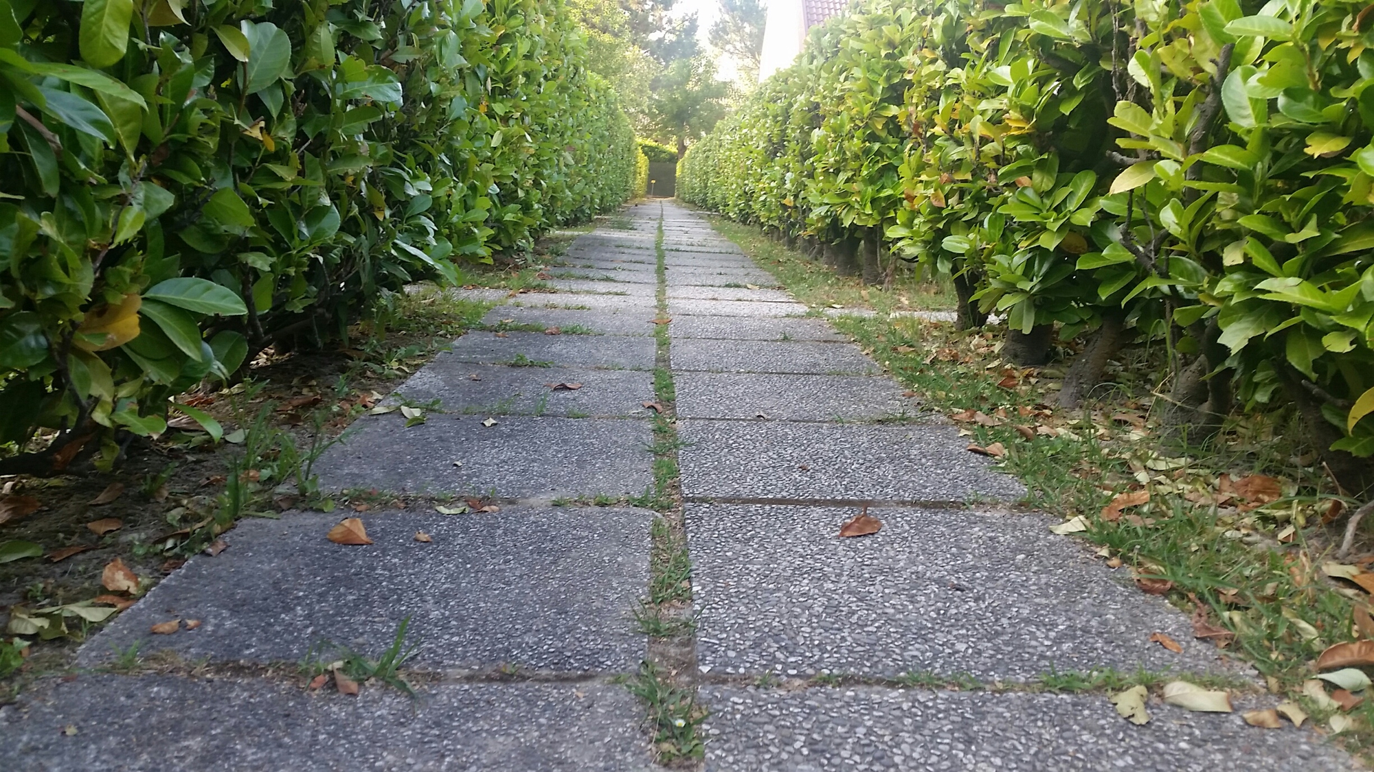 Labirinto di foglie  di MelanyMenestrina