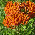 Orange Butterfly Weed