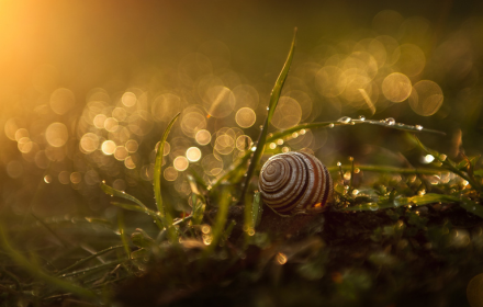 Snail crawling on the grass small promo image