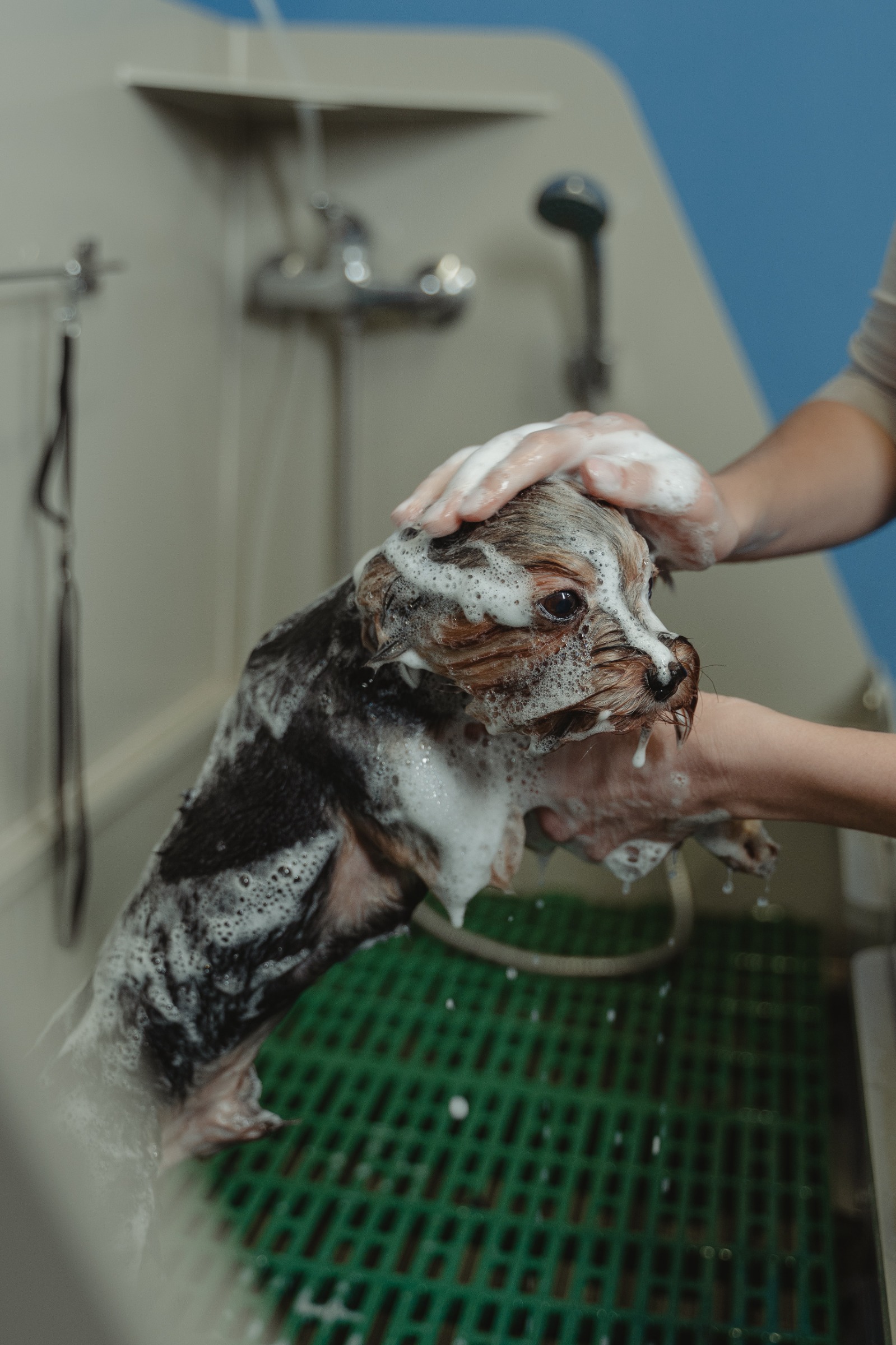 self-serve dog wash station for patrons