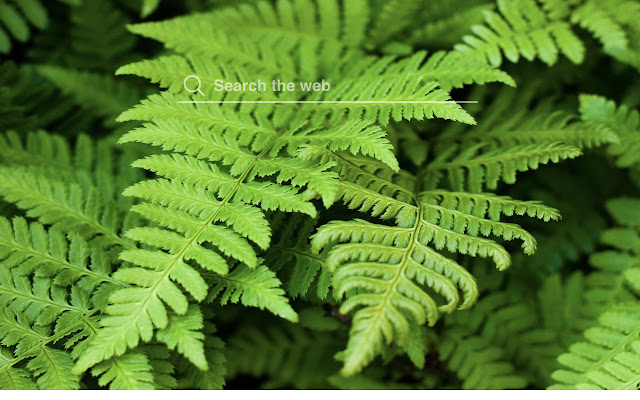 Ferns HD Wallpapers Garden Theme