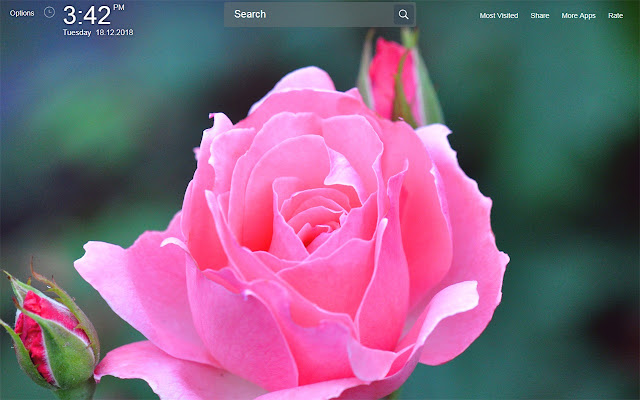 Rose Flowers Images Wallpapers Theme New Tab